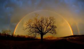 rainbow (Elm tree)